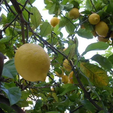בית הארחה Celo Garden