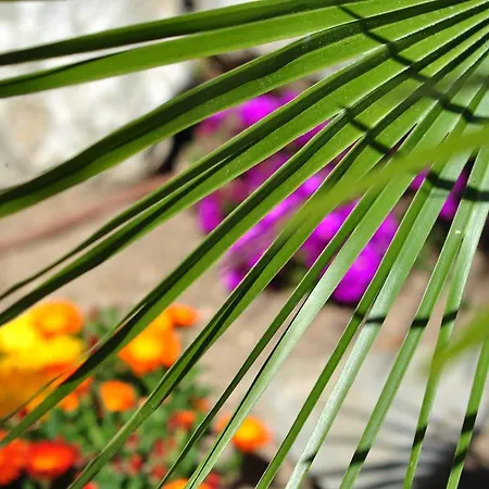 Celo Garden בית הארחה פגוארה