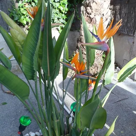 Celo Garden Gasthof Peguera